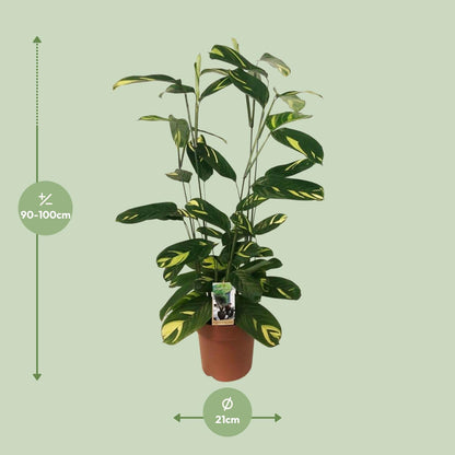 Ctenanthe Lubbersiana – Pflegeleichte Trendpflanze Ø21cm