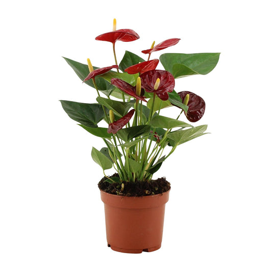 Anthurium Calon – Luftreinigende tropische Zimmerpflanze Ø12cm