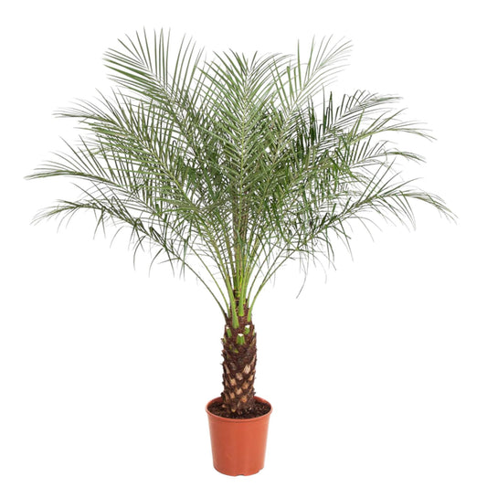 Phoenix Roebelenii – Kanarische Dattelpalme 190 cm