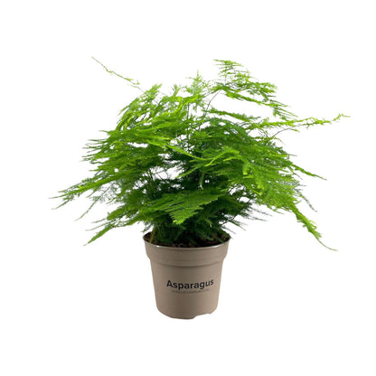 Asparagus Setaceus - Luftreinigende Zimmerpflanze Ø15cm