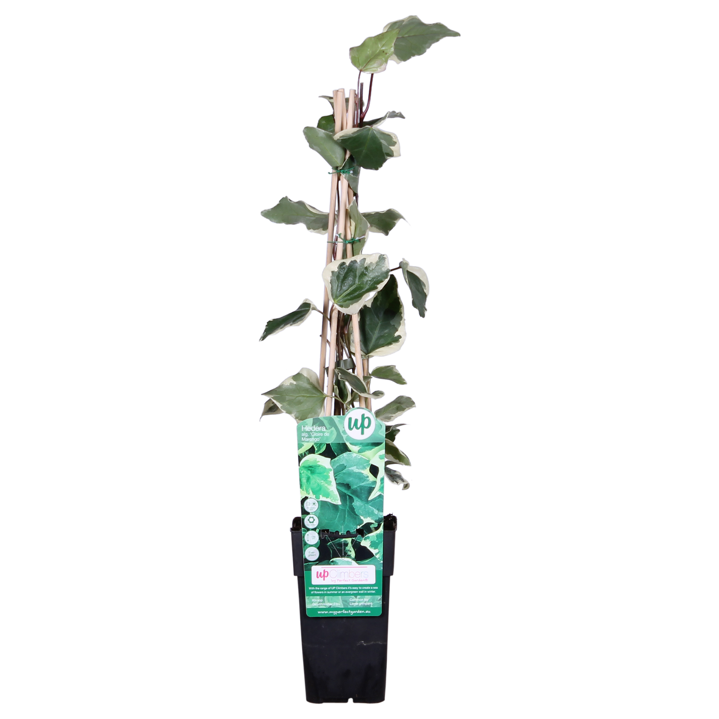 Hedera algeriensis 'Gloire de Maren' – Pflegeleichter Algerischer Efeu Ø15cm
