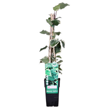 Hedera algeriensis 'Gloire de Maren' – Pflegeleichter Algerischer Efeu Ø15cm