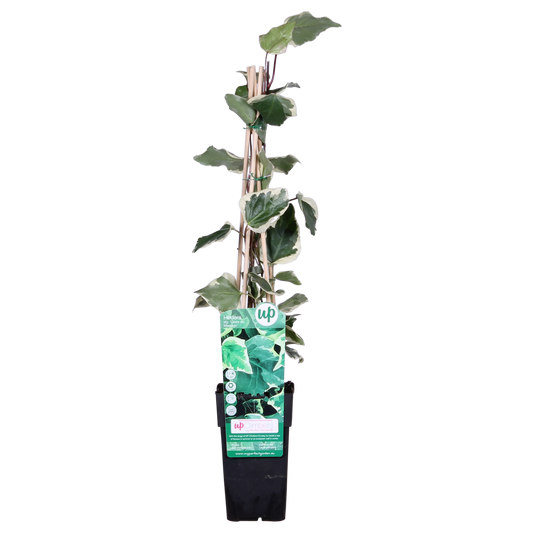 Hedera algeriensis 'Gloire de Maren' – Pflegeleichter Algerischer Efeu Ø15cm