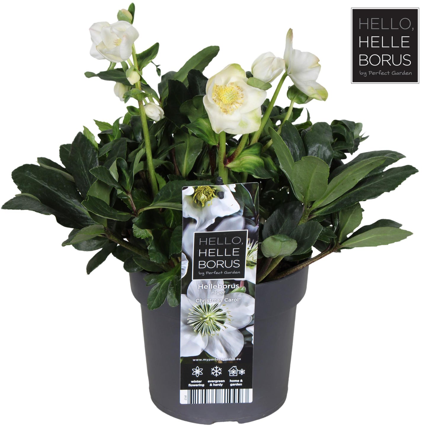 Helleborus Niger 'Christmas Carol' – Winterblüher Ø17cm