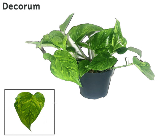 Scindapsus Marble Green – Pflegeleichte Trendpflanze Ø12cm