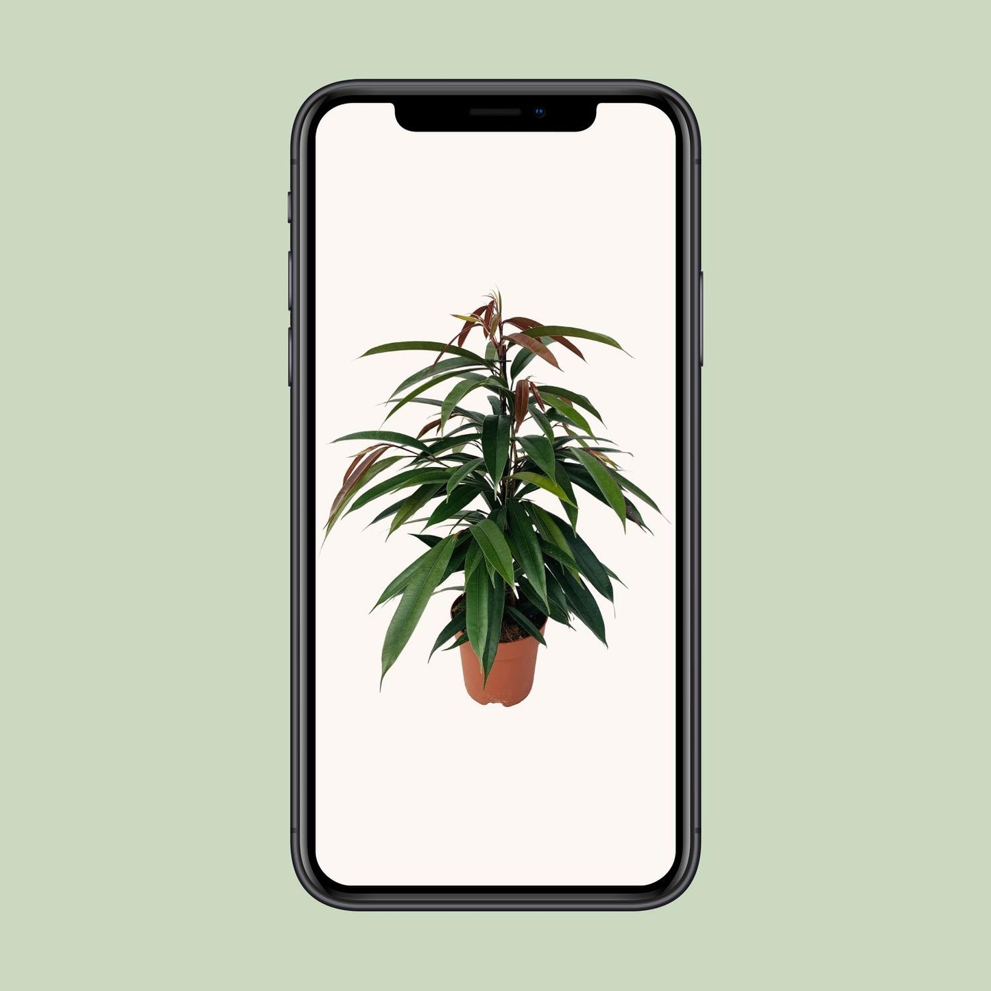 Ficus Binnendijkii 'Amstel King' – Pflegeleichte Zimmerpflanze Ø17cm