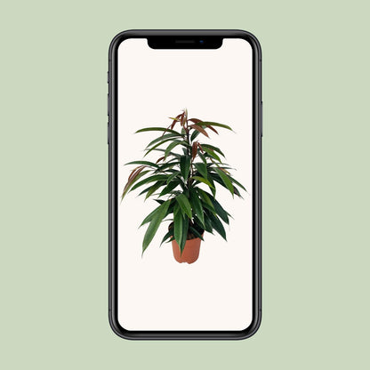 Ficus Binnendijkii 'Amstel King' – Pflegeleichte Zimmerpflanze Ø17cm