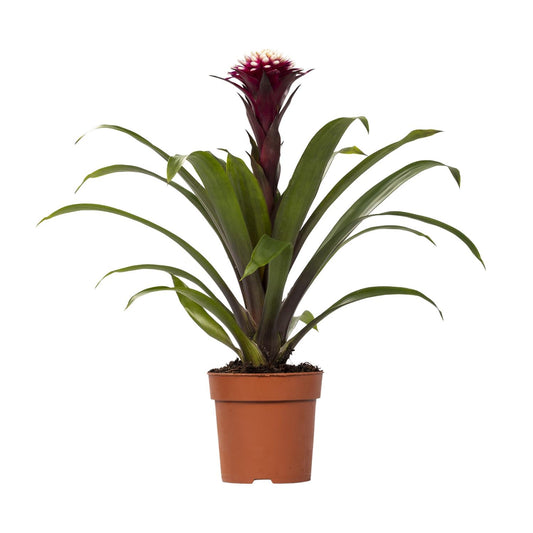 Guzmania Fransesca – Farbenfrohe, pflegeleichte Zimmerpflanze Ø12cm