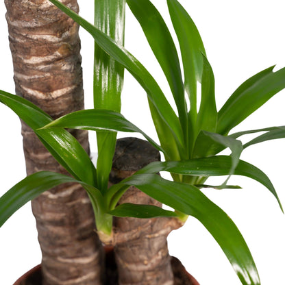 Yucca Elephantipes – Pflegeleichte Trendpflanze Ø17cm