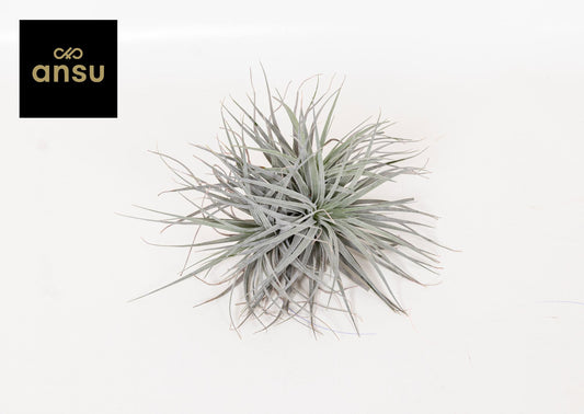Tillandsia Super Silver XL – Pflegeleichte Trendpflanze Ø20cm
