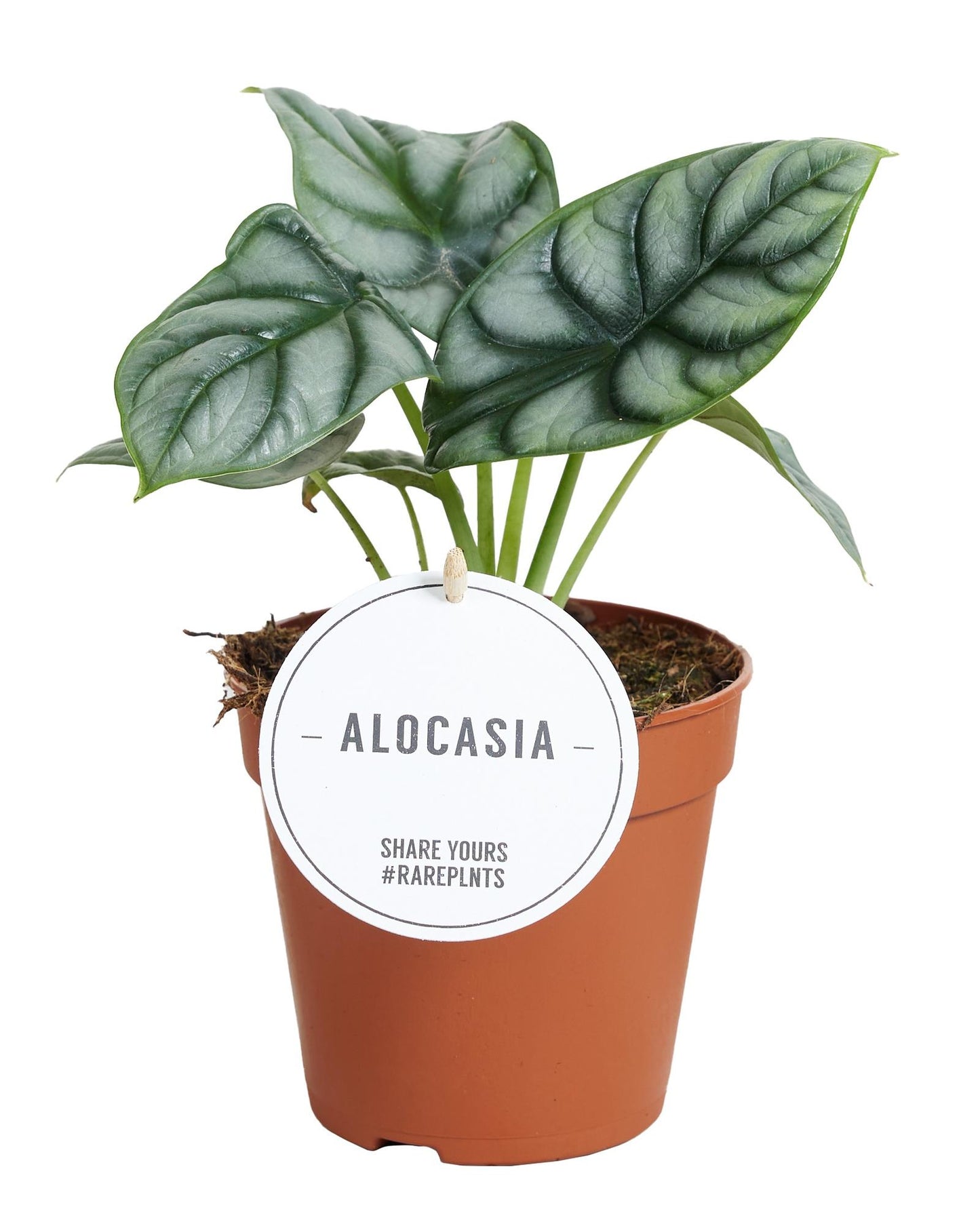 Alocasia Silver Dragon – Silbergrüne Zimmerpflanze Ø12cm