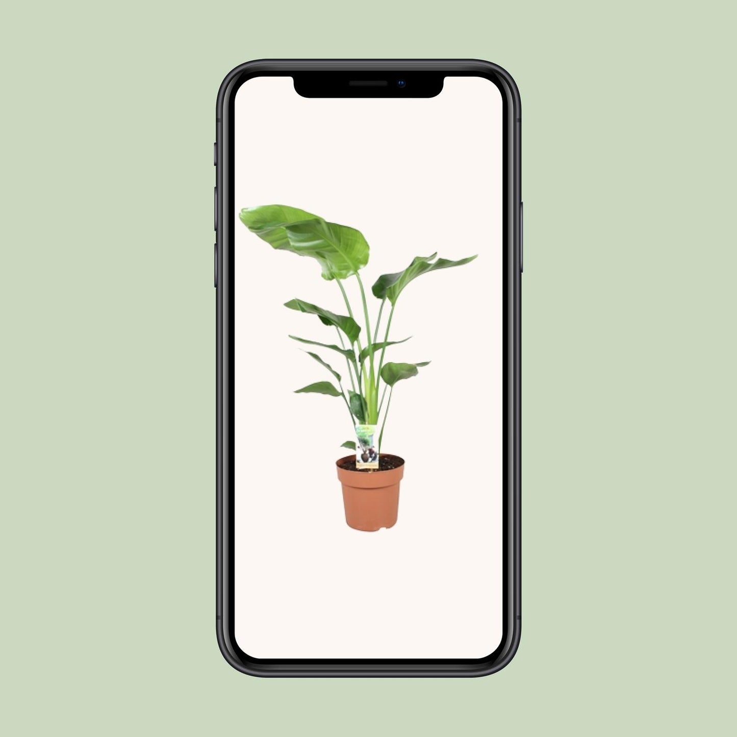 Strelitzia Nicolai – Paradiesvogelblume Ø21cm, 110cm hoch