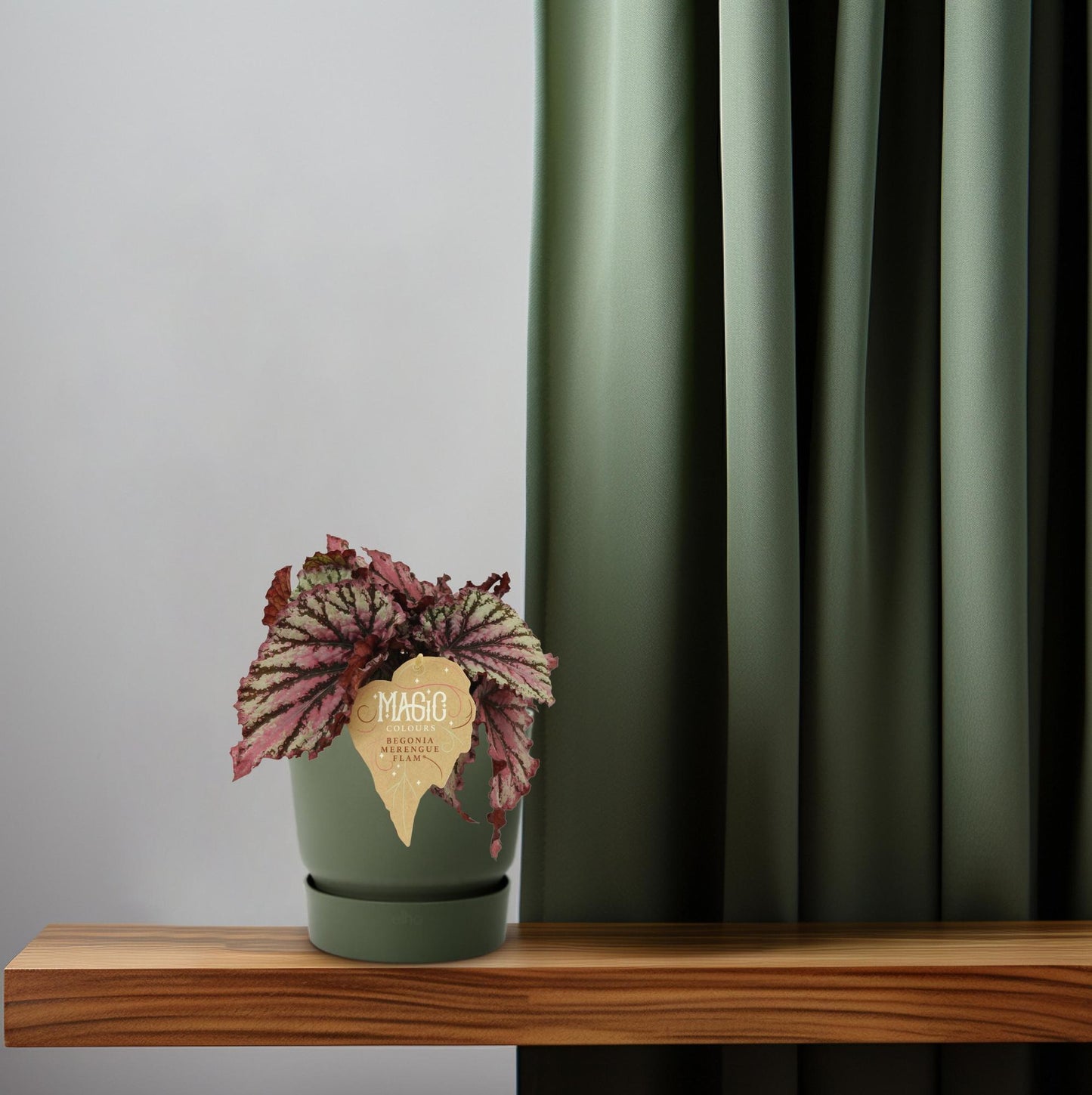 Begonia Rex Merenque – Lebendige Zimmerpflanze Ø12cm