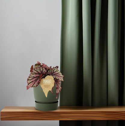 Begonia Rex Merenque – Lebendige Zimmerpflanze Ø12cm