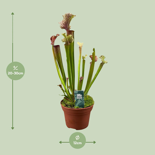 Sarracenia Judith Hindle – Exotische Kannenpflanze Ø12cm