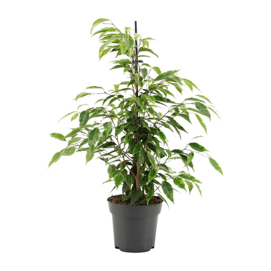 Ficus Benjamina Anastasia – Pflegeleichte Zimmerpflanze Ø14cm