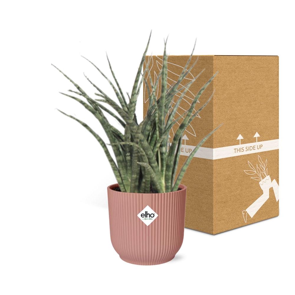 Sansevieria Fernwood Punk in ELHO Vibes Fold 14cm rosa