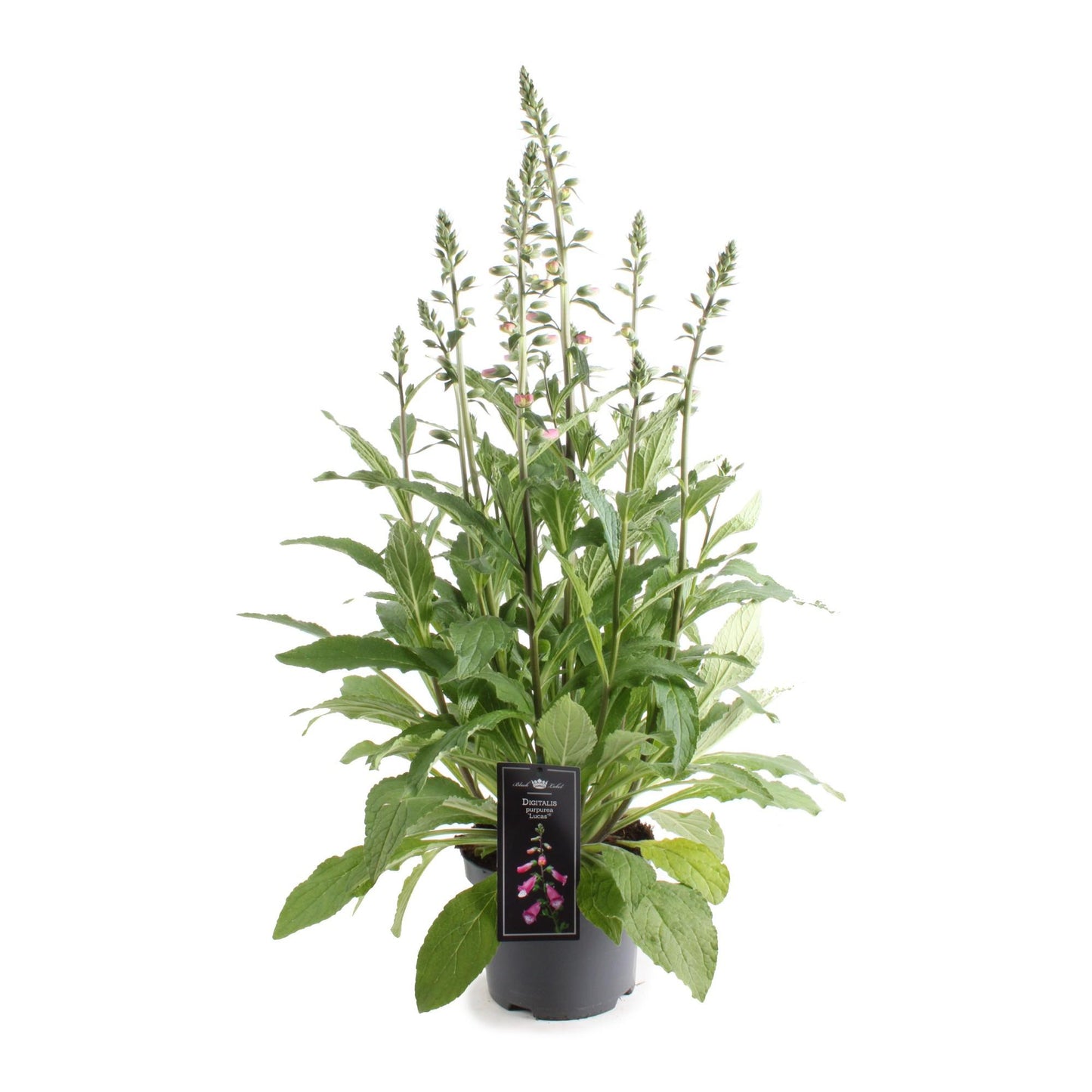 Digitalis Lucas Pink – Pflegeleichte Blütenpracht Ø19cm