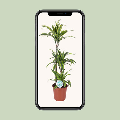 Dracaena Lemon Lime – Luftreinigende Zimmerpflanze Ø24cm