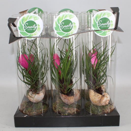 Tillandsia Cyanea – Luftreinigende Trendpflanze Ø11 cm