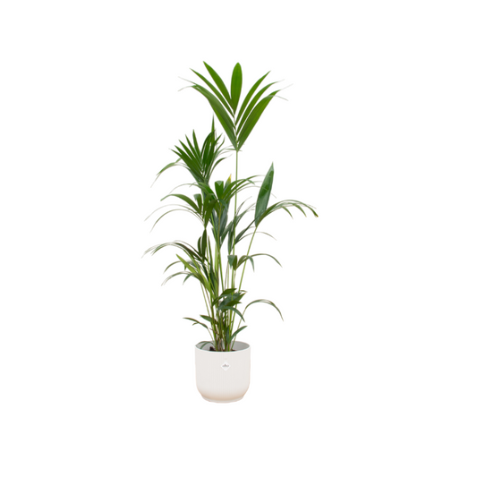 Kentia Palme mit elho Vibes Fold Round Topf – 160 cm