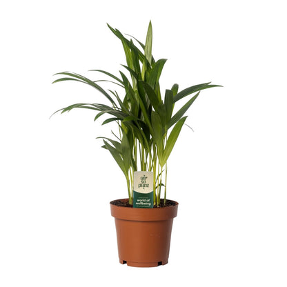 Dypsis lutescens – Pflegeleichte Bambuspalme Ø12cm, 40cm hoch