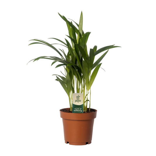 Dypsis lutescens – Pflegeleichte Bambuspalme Ø12cm, 40cm hoch
