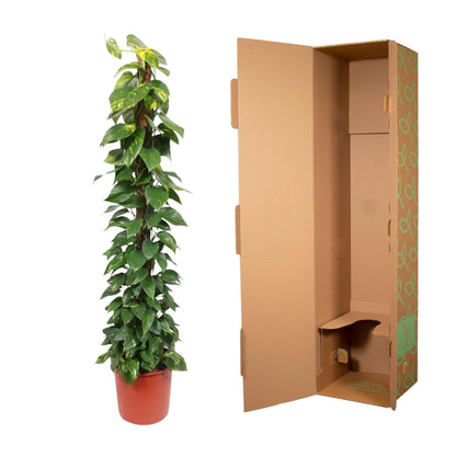 Epipremnum Aureum Mosstok – 180 cm, Ø34 cm, pflegeleicht