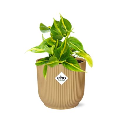 Philodendron Scandens ‘Brasil’ im ELHO Vibes Fold 14cm Gelb