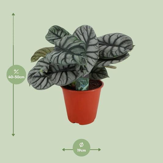 Alocasia Silver Dragon – Elegante pflegeleichte Zimmerpflanze Ø19cm