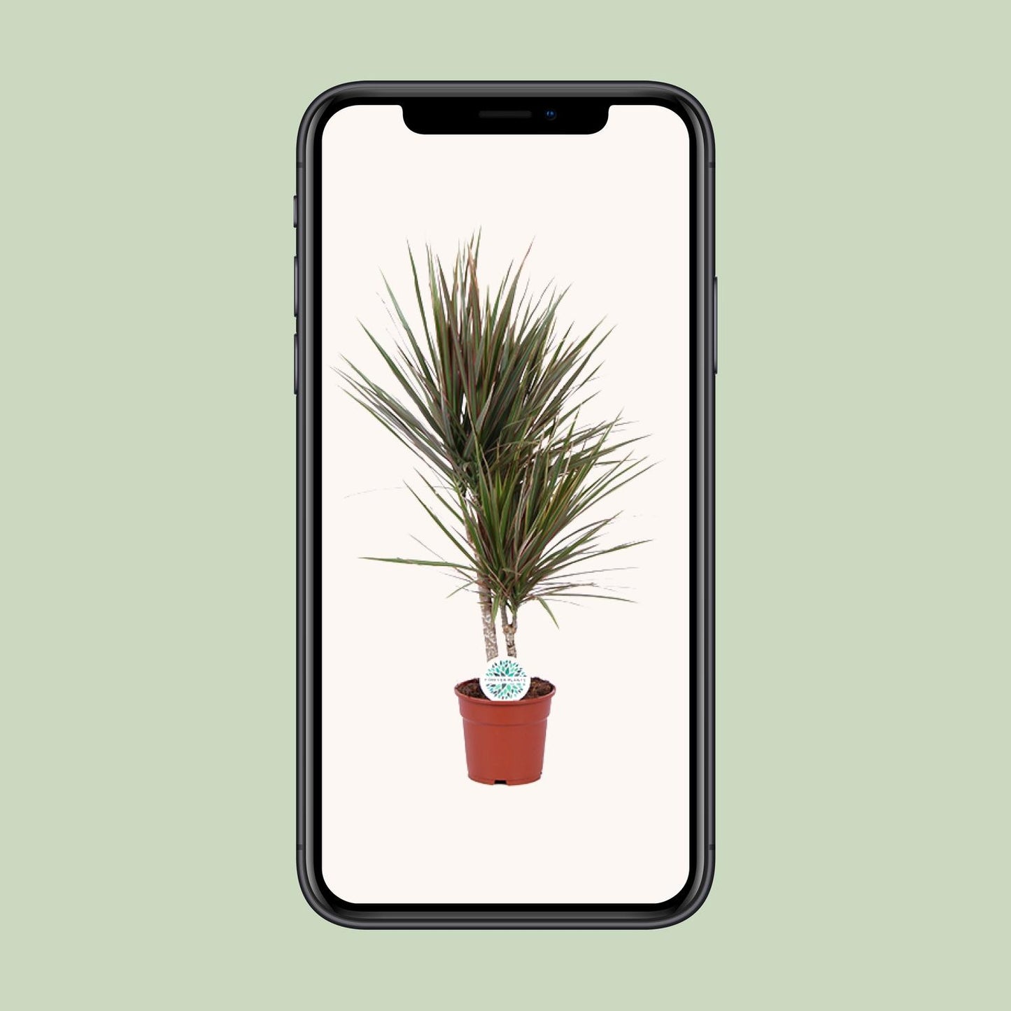 Dracaena Bicolor – Pflegeleichter Drachenbaum Ø17cm
