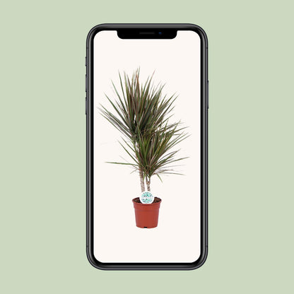 Dracaena Bicolor – Pflegeleichter Drachenbaum Ø17cm