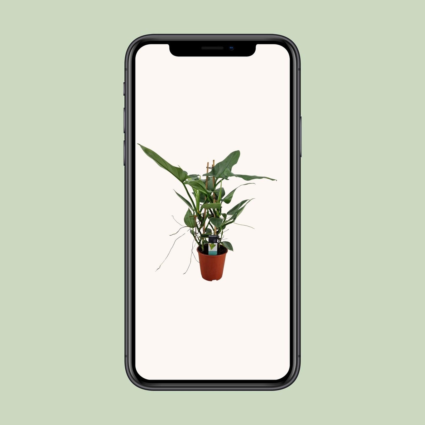Philodendron Grey – Pflegeleichte Zimmerpflanze Ø19cm