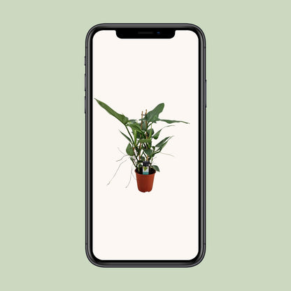 Philodendron Grey – Pflegeleichte Zimmerpflanze Ø19cm
