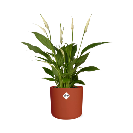 Friedenslilie (Spathiphyllum) 12 cm im ELHO b.for soft Topf