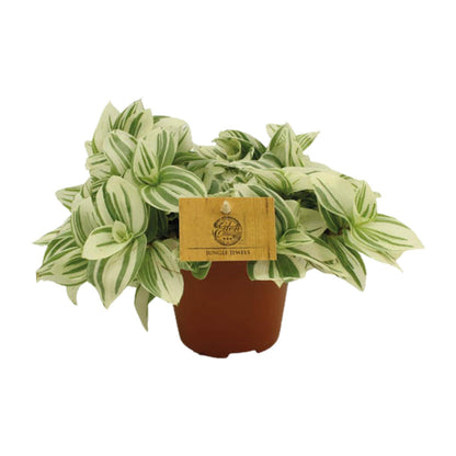 Tradescantia Brightness – pflegeleichte Zimmerpflanze Ø12 cm