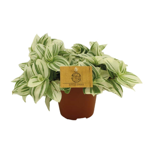 Tradescantia Brightness – pflegeleichte Zimmerpflanze Ø12 cm