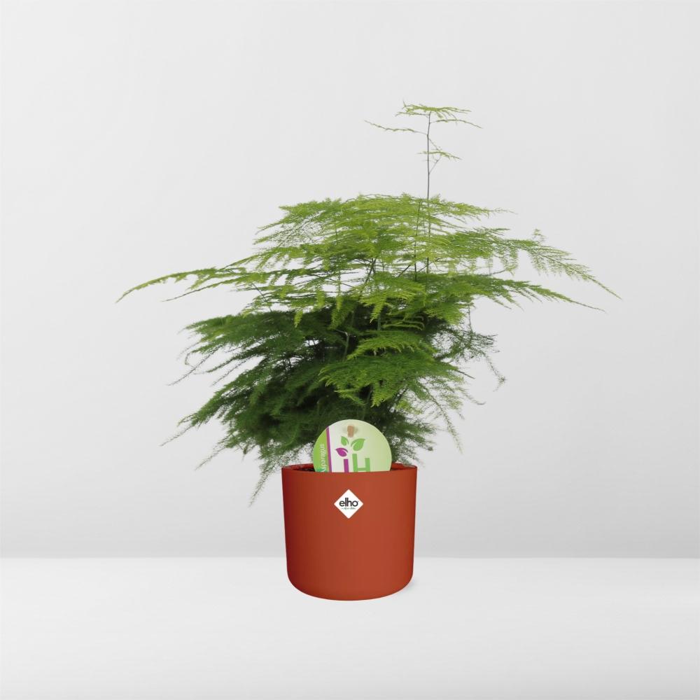 Asparagus ‘Plumosus’ – pflegeleichter Spargelfarn in ELHO Topf 14cm