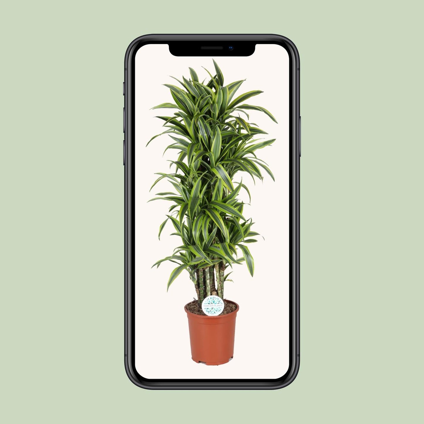 Dracaena Deremensis Lemon Lime – Pflegeleichter Drachenbaum Ø27cm