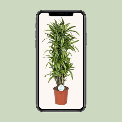Dracaena Deremensis Lemon Lime – Pflegeleichter Drachenbaum Ø27cm