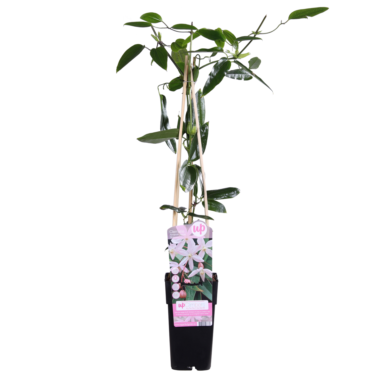 Immergrüne Clematis 'Apple Blossom' – Rosa Blütenpracht Ø15cm