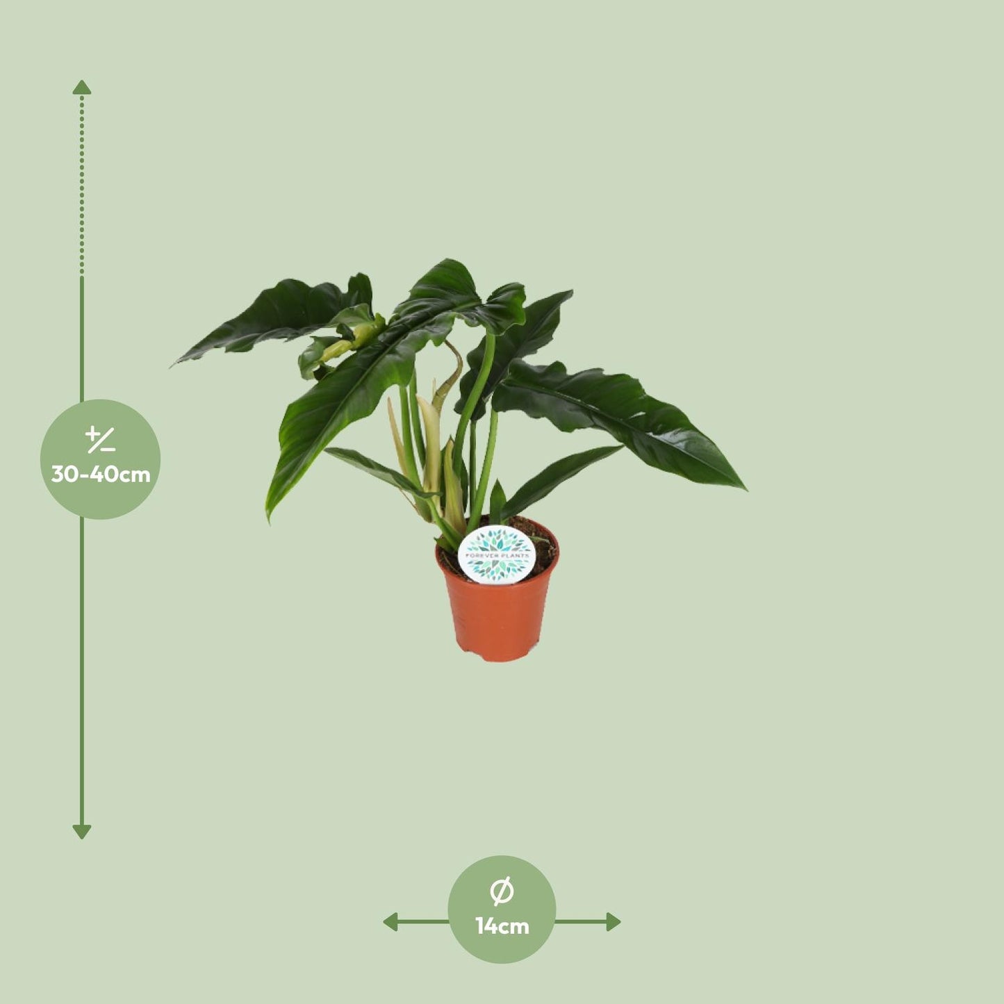 Philodendron Narrow – Pflegeleichte, luftreinigende Zimmerpflanze Ø14cm