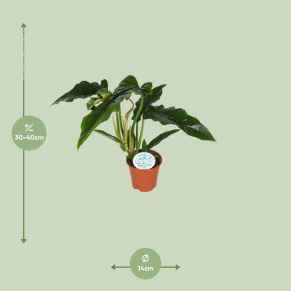 Philodendron Narrow – Pflegeleichte, luftreinigende Zimmerpflanze Ø14cm