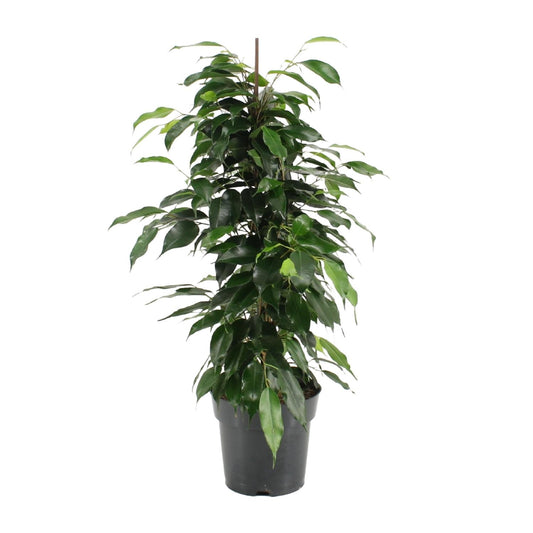Ficus Benjamina Danielle – Pflegeleichte Zimmerpflanze Ø17cm