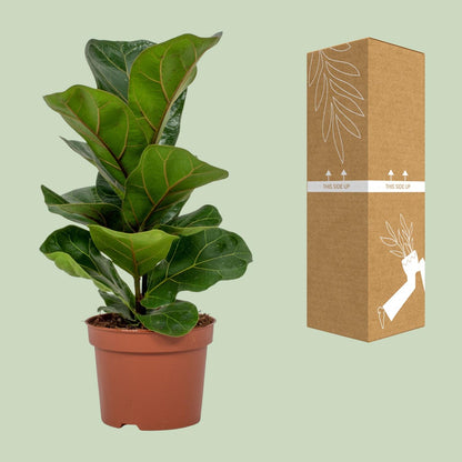 Ficus Lyrata – Pflegeleichte & Luftreinigende Zimmerpflanze Ø12cm