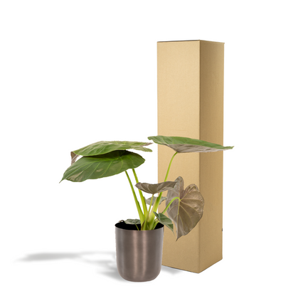 Alocasia Wentii Ø19cm – Stilvolles Elefantenohr mit Topf Mayk Lead