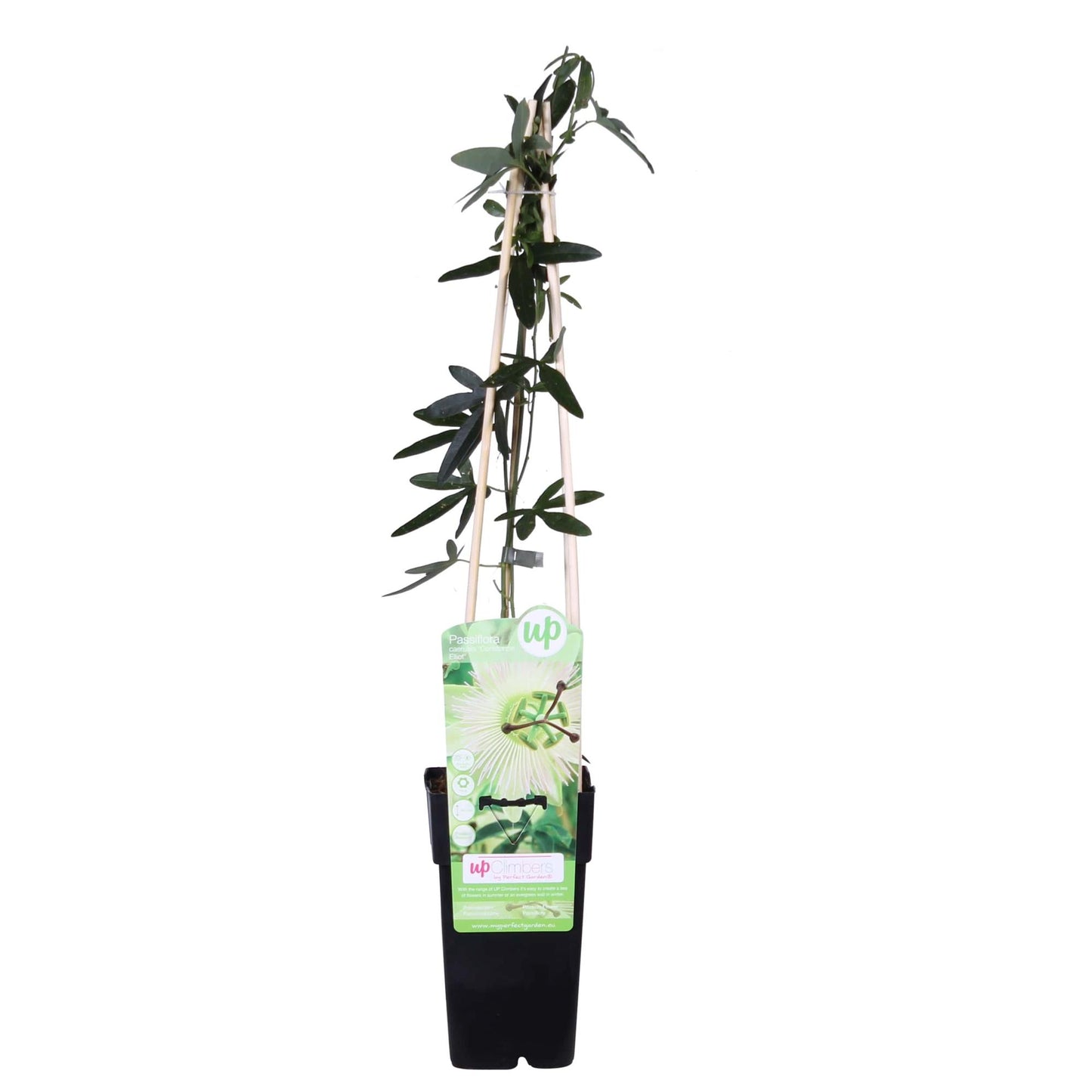 Weiße Passionsblume 'Constance Elliot' – Kletterpflanze Ø15cm