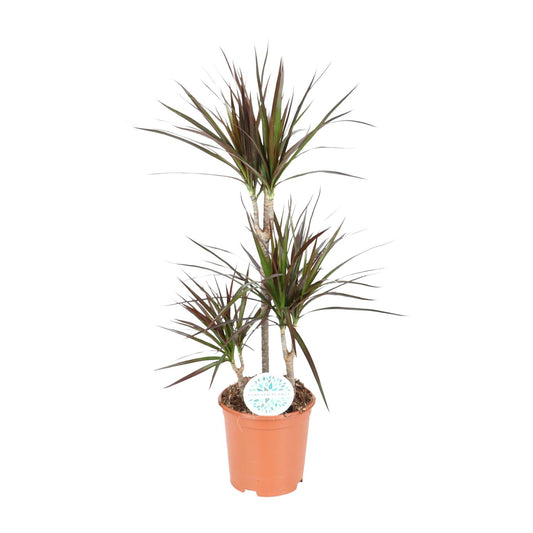 Dracaena Magenta – Pflegeleichter Drachenbaum Ø21cm, 95cm hoch