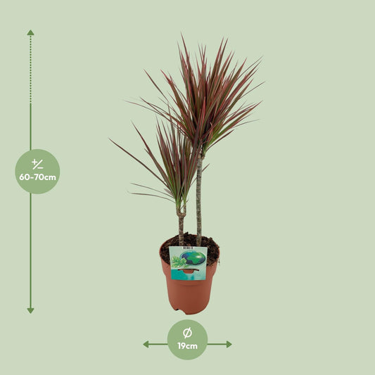 Dracaena marginata Bicolor – pflegeleichter Drachenbaum Ø19cm