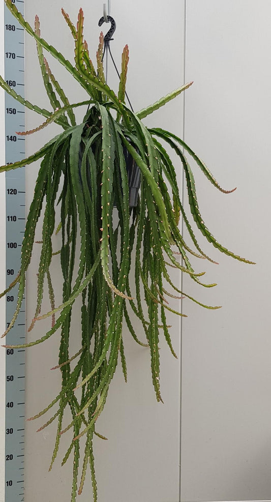 Lepismium Cruciforme Rojo - Ø25cm - ↕70cm